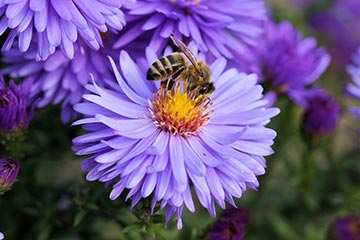 Honigbiene auf einer violetten Blume.
