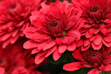 Eine rote Chrysantheme.