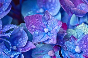 Blau-lila Hortensien mit Wassertropfen.