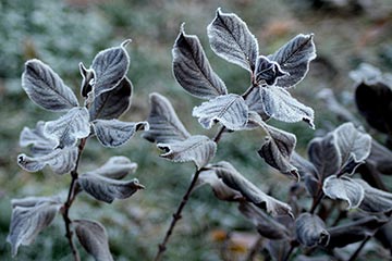 Pflanzen sind mit Frost überzogen.