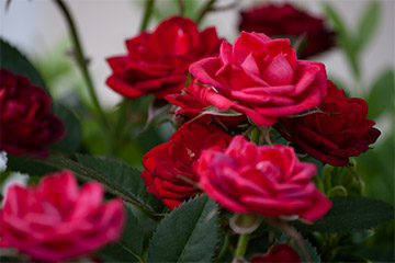 Rote Rosen im Garten.