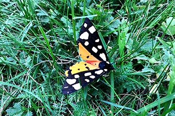 Schmetterling auf einer Wiese.