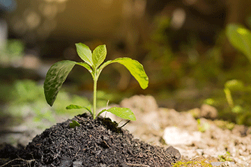 Setzling, © Pixabay Ein nachhaltig gepflanzter Setzling.
