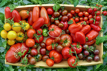 Verschiedene Tomatensorten in einem Korb.