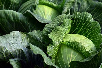 Weißkohl, © Pixabay Weißkohl mit Blättern.